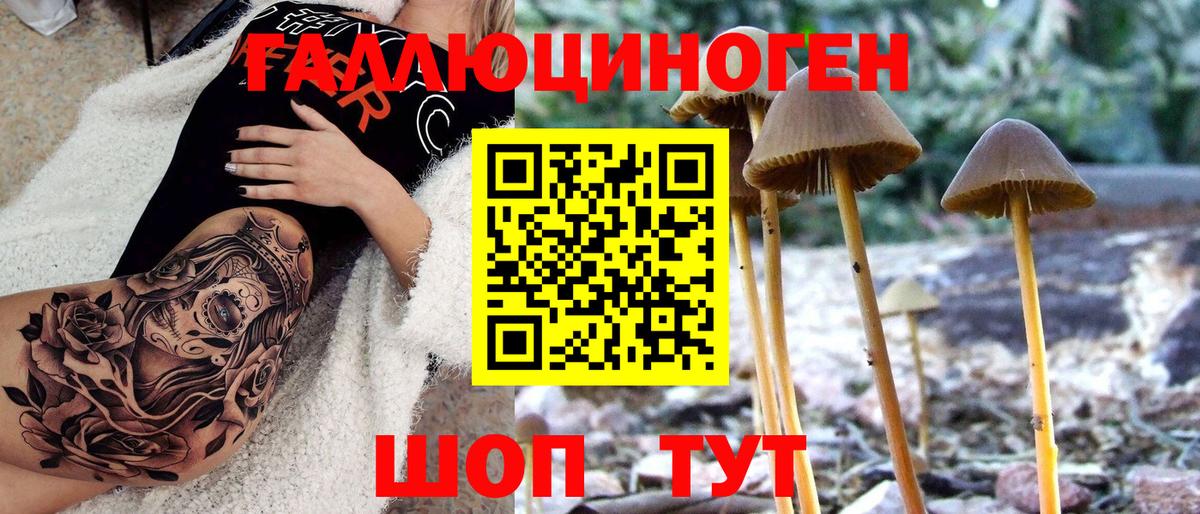 Галлюциногенные грибы Psilocybine cubensis  Псилоцибиновые грибы мицелий  Вход с VPN  Гай 